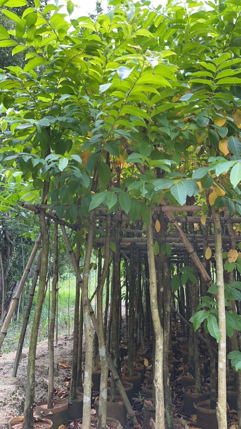 揭阳市榕城区仙桥直供大叶紫薇