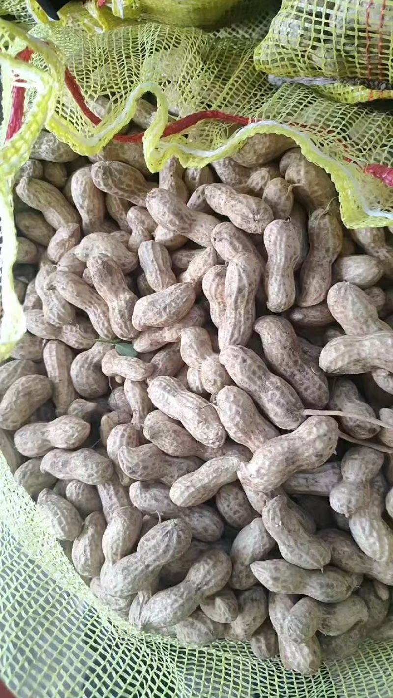 鲜花生白沙系列一手货源批发品质保证价格美丽欢迎合作