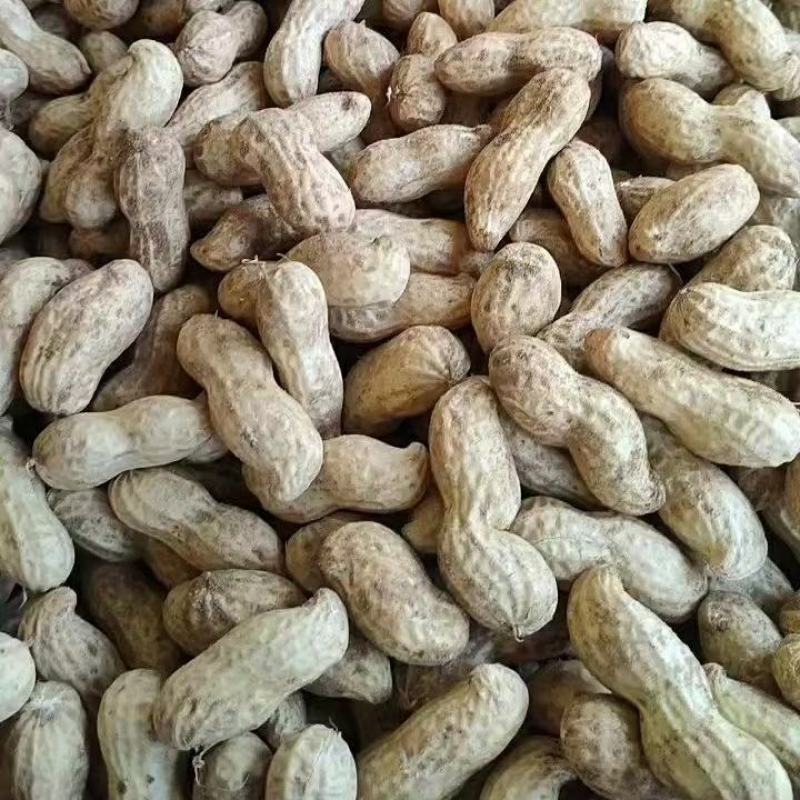 鲜花生白沙系列一手货源批发品质保证价格美丽欢迎合作