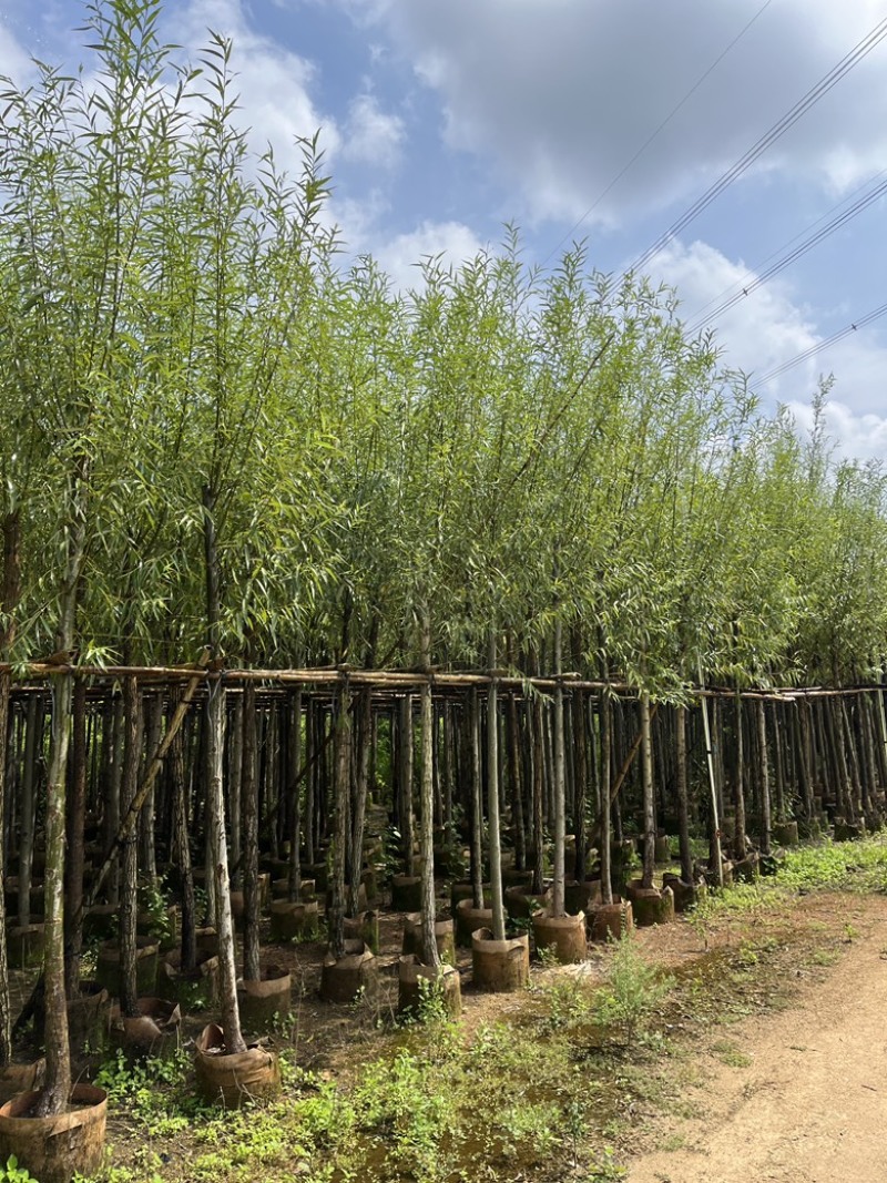 揭阳市榕城区仙桥直供垂柳