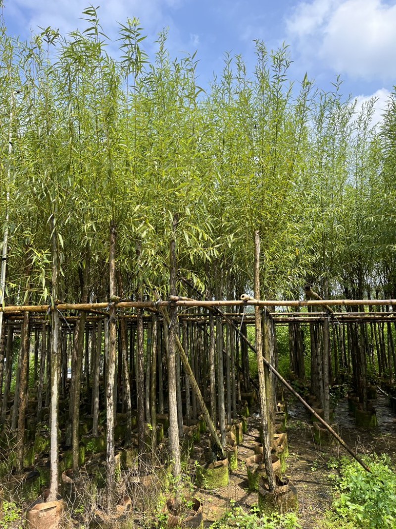 揭阳市榕城区仙桥直供垂柳