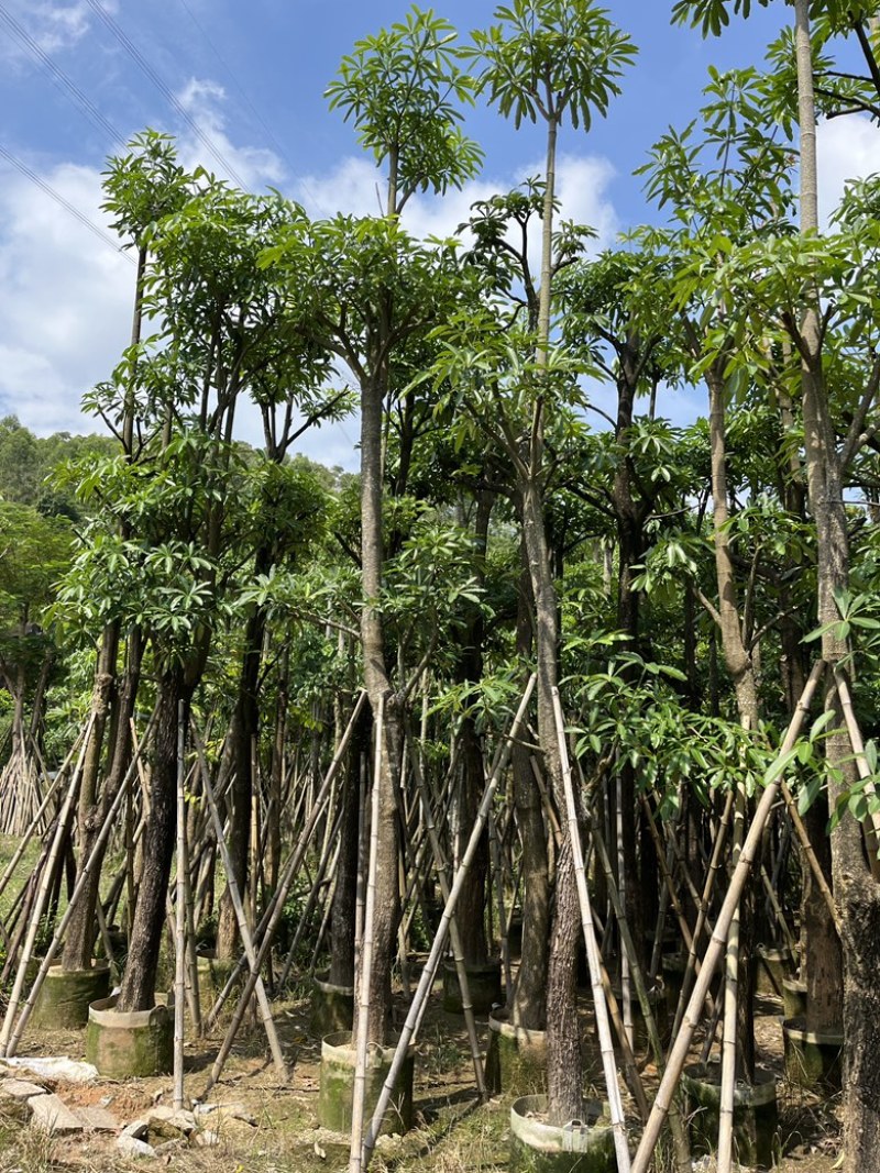 揭阳市榕城区仙桥直供盆架子