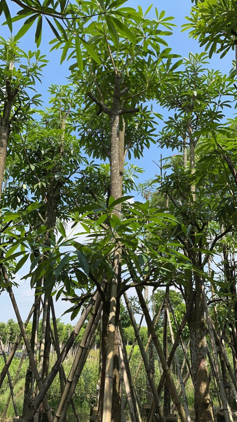 揭阳市榕城区仙桥直供盆架子