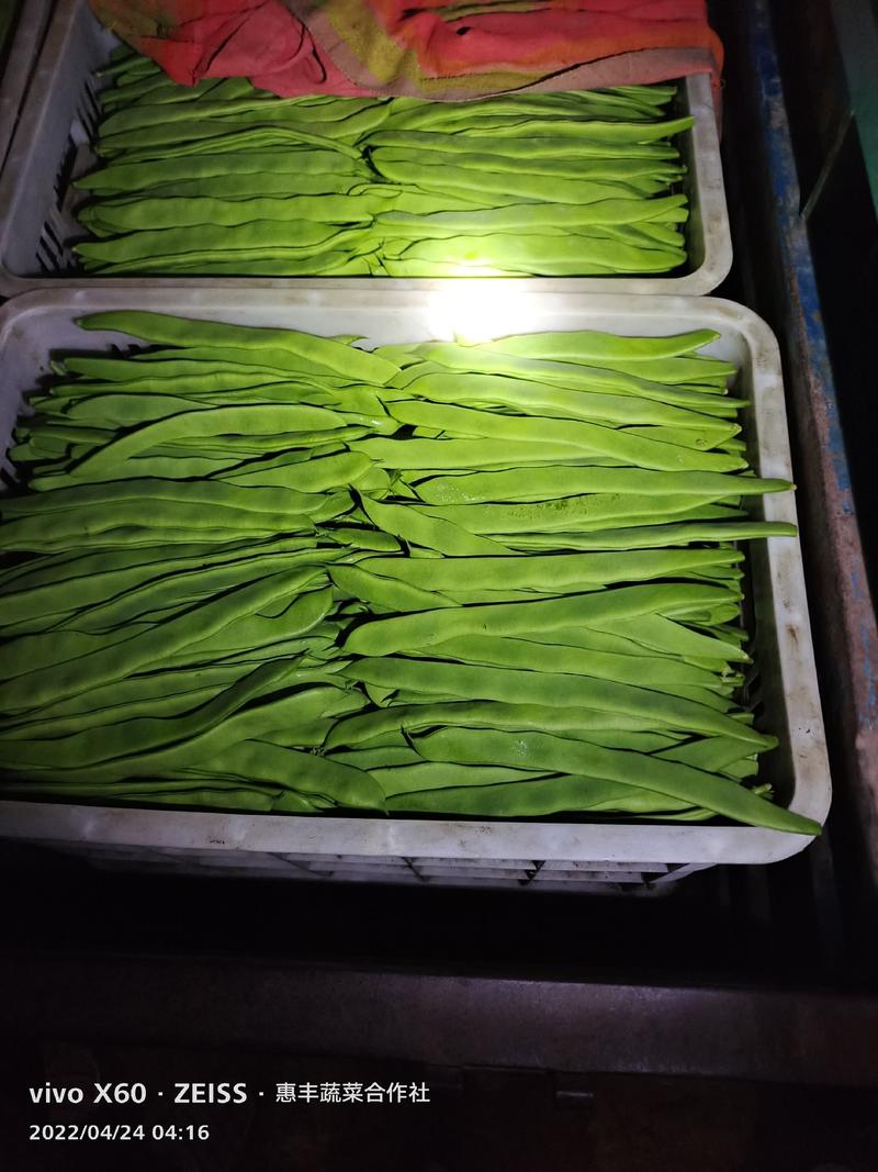 绿扁豆精品大扁豆大量上市~20厘米以上