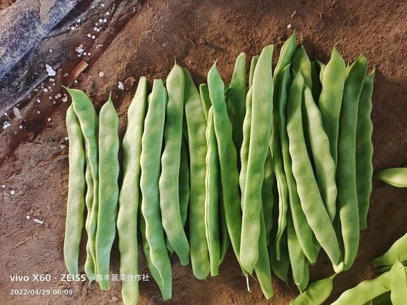 绿扁豆精品大扁豆大量上市~20厘米以上