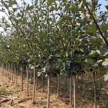 优质大果山楂树3-15公分大量移栽货物美价廉自家苗圃