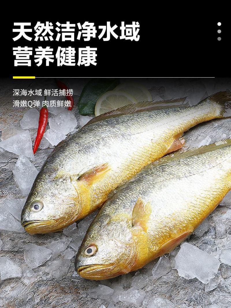 鲜活冷冻黄花鱼