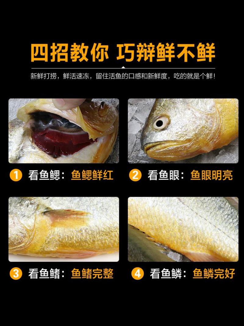 鲜活冷冻黄花鱼