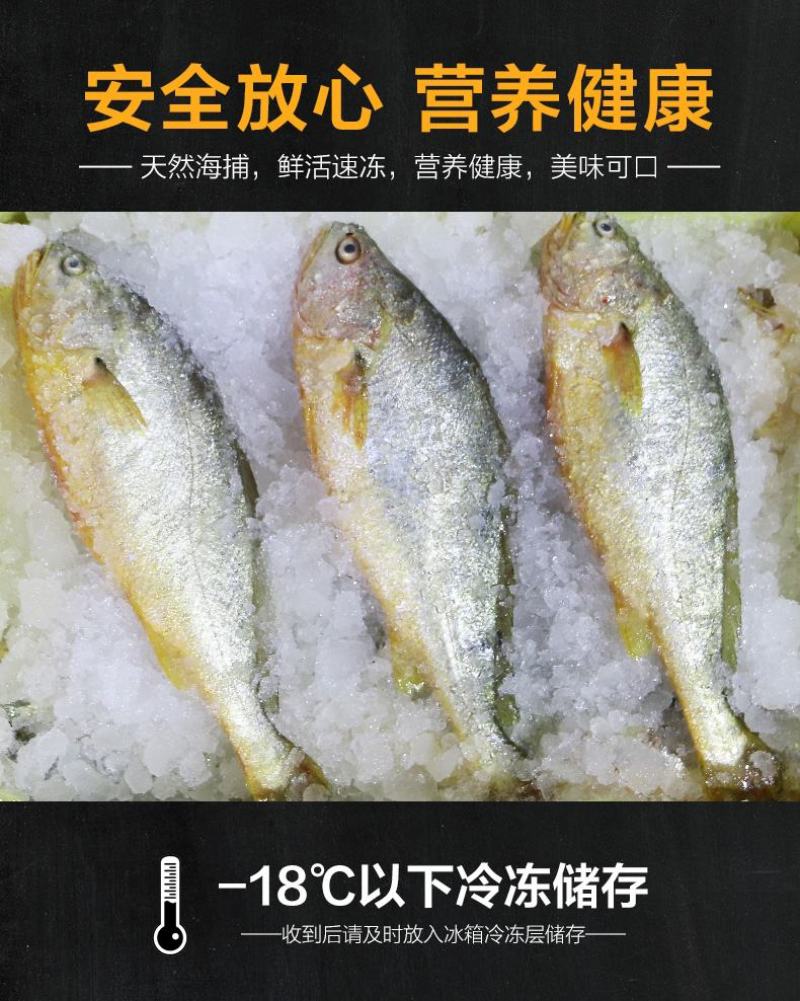 鲜活冷冻黄花鱼