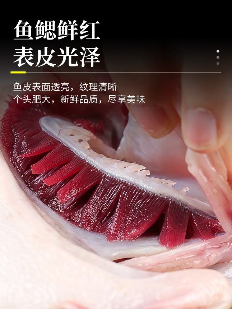 多宝鱼半斤规格需要大的联系