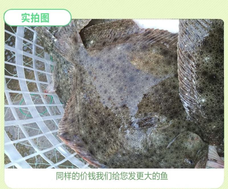 多宝鱼半斤规格需要大的联系