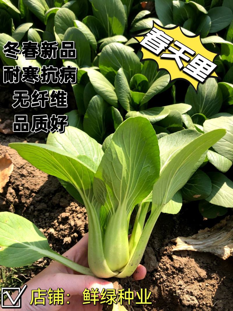 一代杂交冬春新品青梗菜种子耐寒抗病晚抽臺丰产无纤维品质优