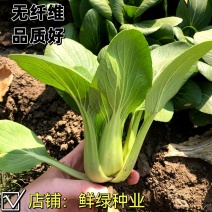 一代杂交冬春新品青梗菜种子耐寒抗病晚抽臺丰产无纤维品质优