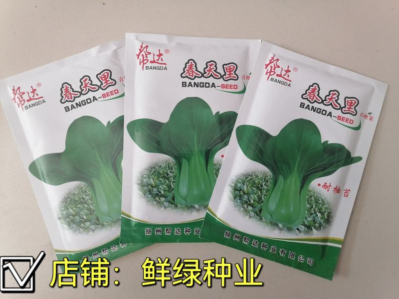 一代杂交冬春新品青梗菜种子耐寒抗病晚抽臺丰产无纤维品质优