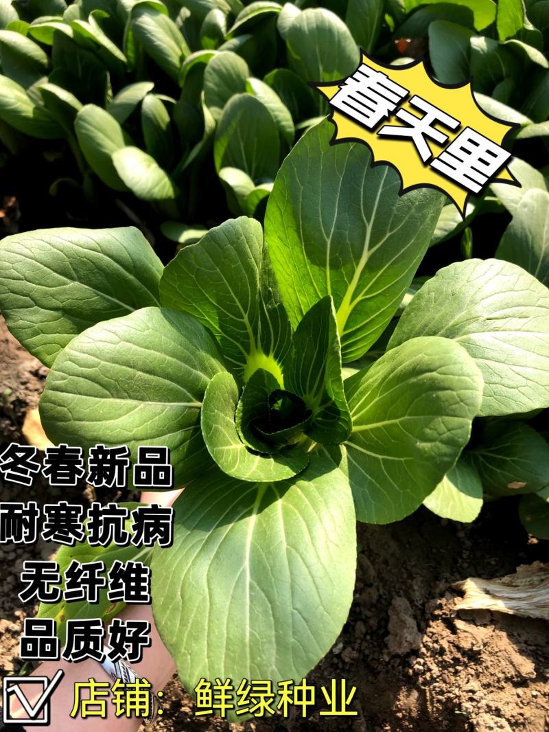 一代杂交冬春新品青梗菜种子耐寒抗病晚抽臺丰产无纤维品质优