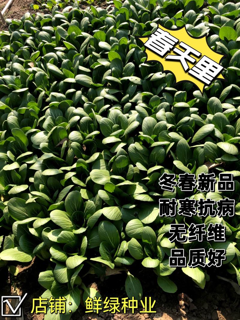 一代杂交冬春新品青梗菜种子耐寒抗病晚抽臺丰产无纤维品质优