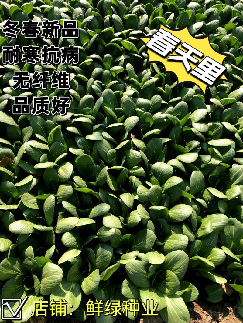 一代杂交冬春新品青梗菜种子耐寒抗病晚抽臺丰产无纤维品质优