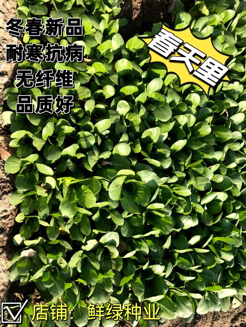 一代杂交冬春新品青梗菜种子耐寒抗病晚抽臺丰产无纤维品质优