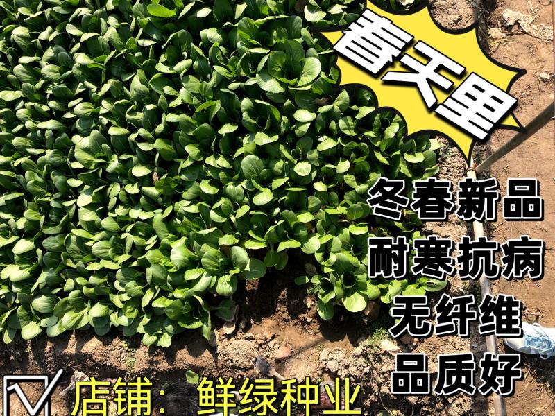一代杂交冬春新品青梗菜种子耐寒抗病晚抽臺丰产无纤维品质优