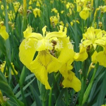 黄菖蒲，黄花鸢尾，公园，河道，小区，庭院，公司等种植施工