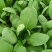 山东曹县邵庄镇油菜快菜