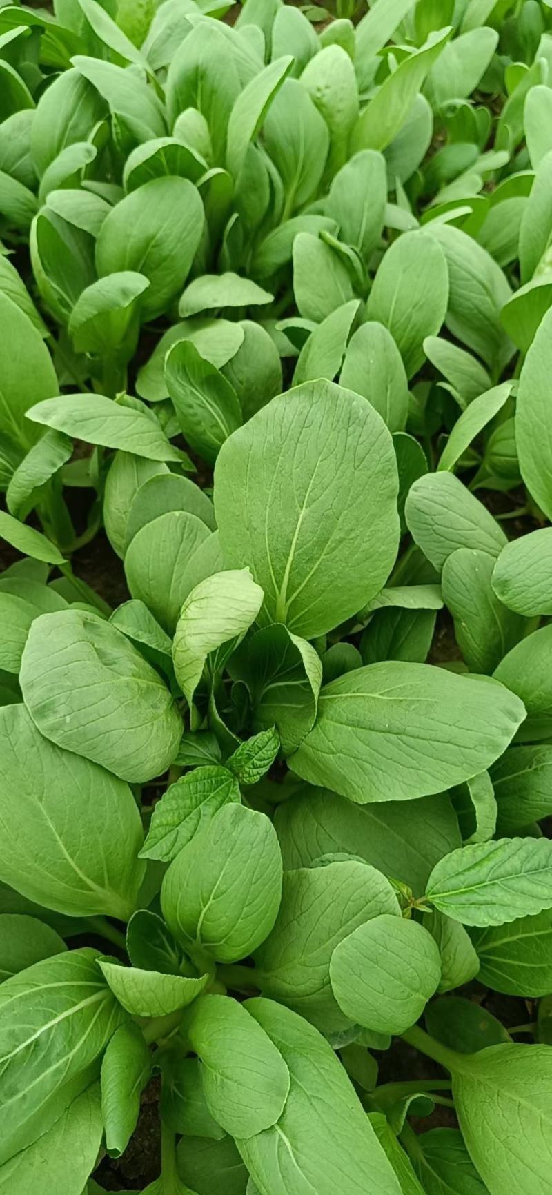 山东曹县邵庄镇油菜快菜