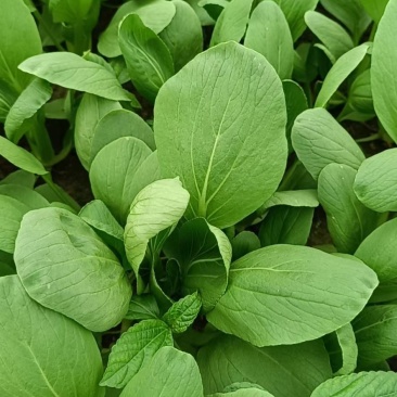 山东曹县邵庄镇油菜快菜