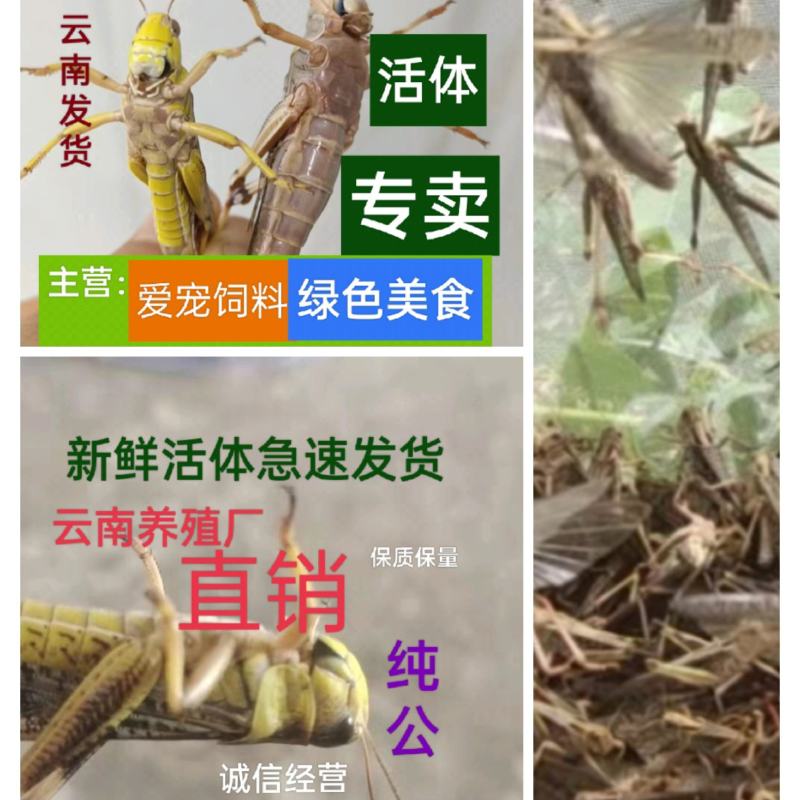 搏腾养殖厂狂批：各龄虫及虫卵。新鲜活体、保质保量，诚信发