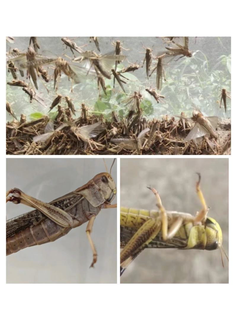 搏腾养殖厂狂批：各龄虫及虫卵。新鲜活体、保质保量，诚信发