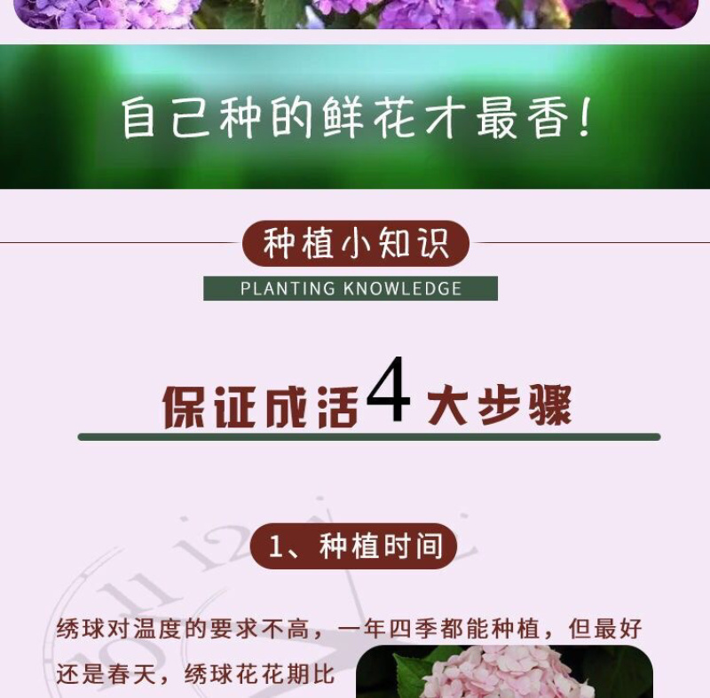 50棵起订云南昆明绣球花苗八仙花绣球苗绣球种苗