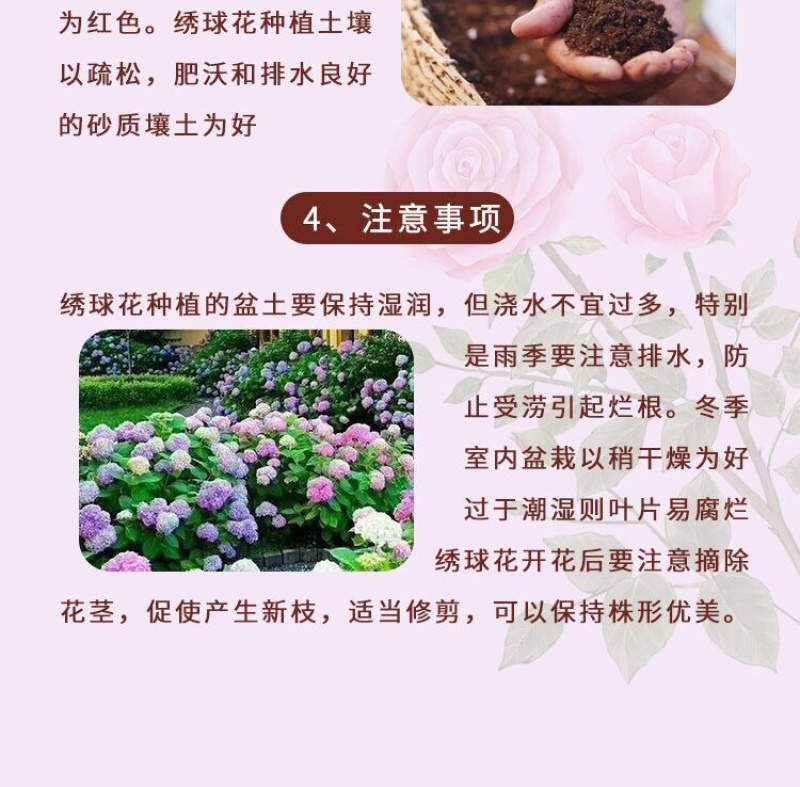 50棵起订云南昆明绣球花苗八仙花绣球苗绣球种苗