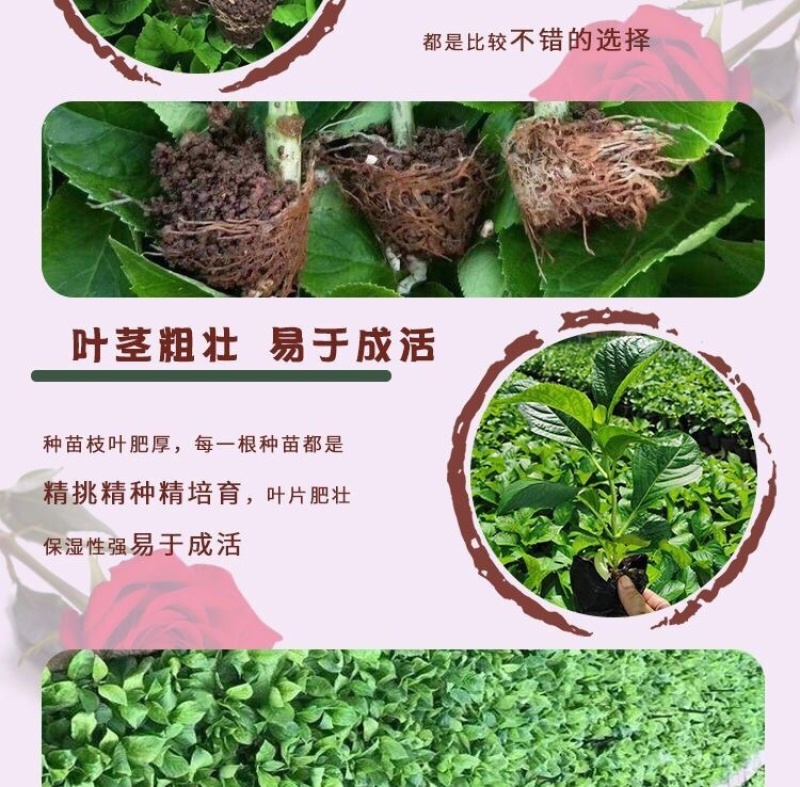 50棵起订云南昆明绣球花苗八仙花绣球苗绣球种苗