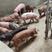 杜洛克种公猪本猪厂常年出售：太湖，苏太，长太，大白，长白