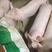 杜洛克种公猪本猪厂常年出售：太湖，苏太，长太，大白，长白