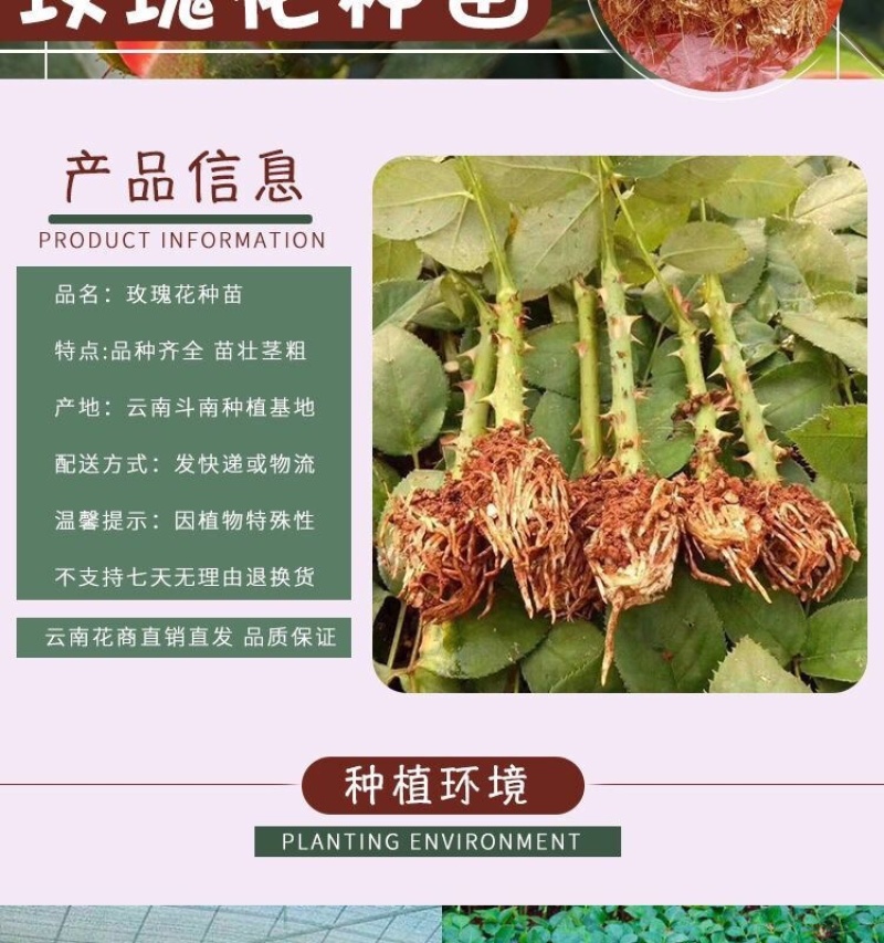 云南玫瑰苗鲜切花玫瑰月季花苗绿化工程苗盆栽苗