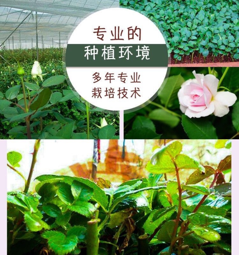 云南玫瑰苗鲜切花玫瑰月季花苗绿化工程苗盆栽苗