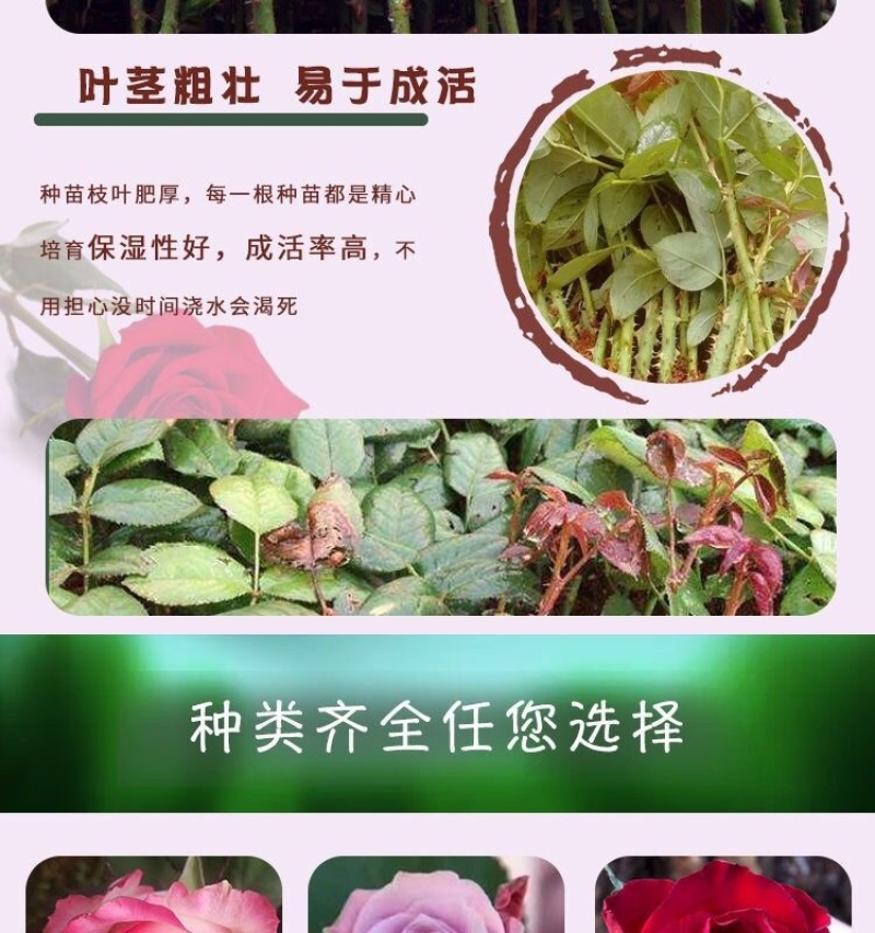 云南玫瑰苗鲜切花玫瑰月季花苗绿化工程苗盆栽苗