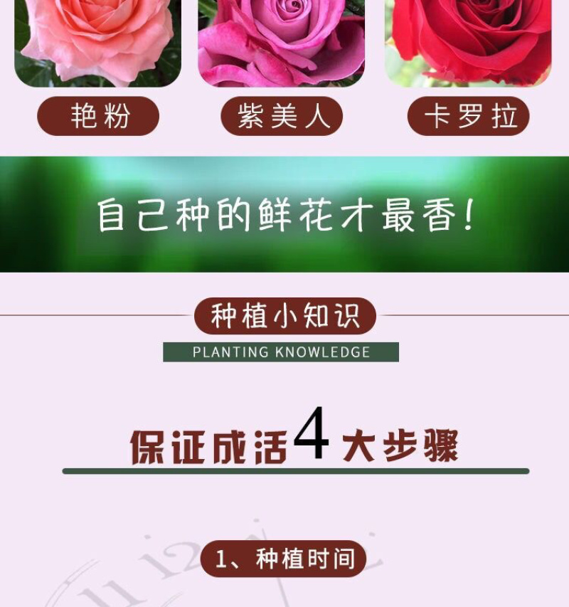 云南玫瑰苗鲜切花玫瑰月季花苗绿化工程苗盆栽苗