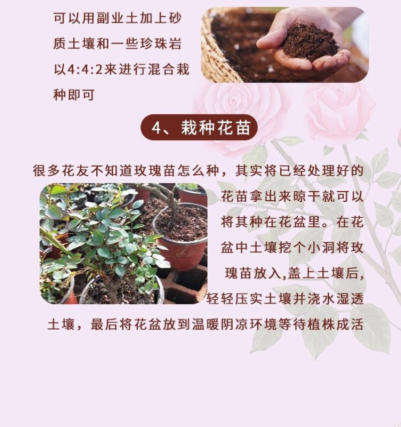 云南玫瑰苗鲜切花玫瑰月季花苗绿化工程苗盆栽苗