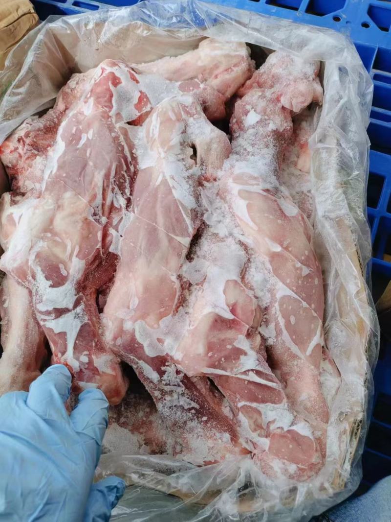 带腱前后腿骨