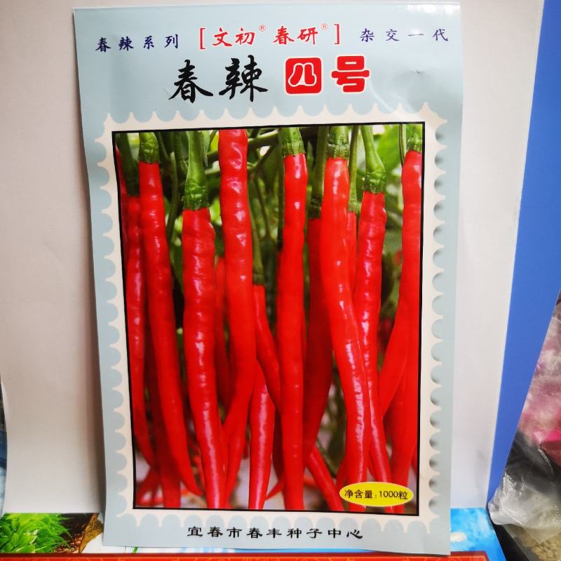 江西文初春辣四号杂交线椒种子辣椒种子干鲜加工三用型种植户