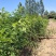 刺槐苗，香花槐白槐，造林用，护坡用，绿化复垦用，竭诚服务