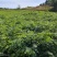 刺槐苗，香花槐白槐，造林用，护坡用，绿化复垦用，竭诚服务