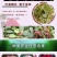 5000棵顺丰包邮云南卡罗卡红玫瑰种苗大花月季花苗