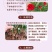 5000棵顺丰包邮云南卡罗卡红玫瑰种苗大花月季花苗