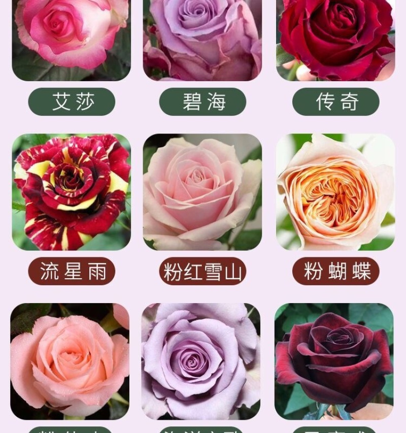 5000棵顺丰包邮云南卡罗卡红玫瑰种苗大花月季花苗