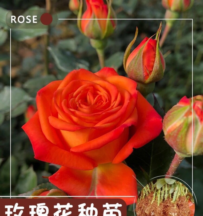 云南昆明玫瑰种苗大花月季花苗扦插苗绿化工程苗