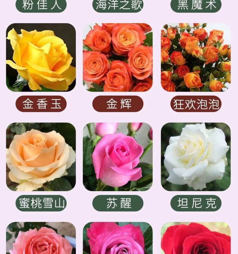 云南昆明玫瑰种苗大花月季花苗扦插苗绿化工程苗