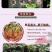 云南昆明玫瑰种苗大花月季花苗扦插苗绿化工程苗