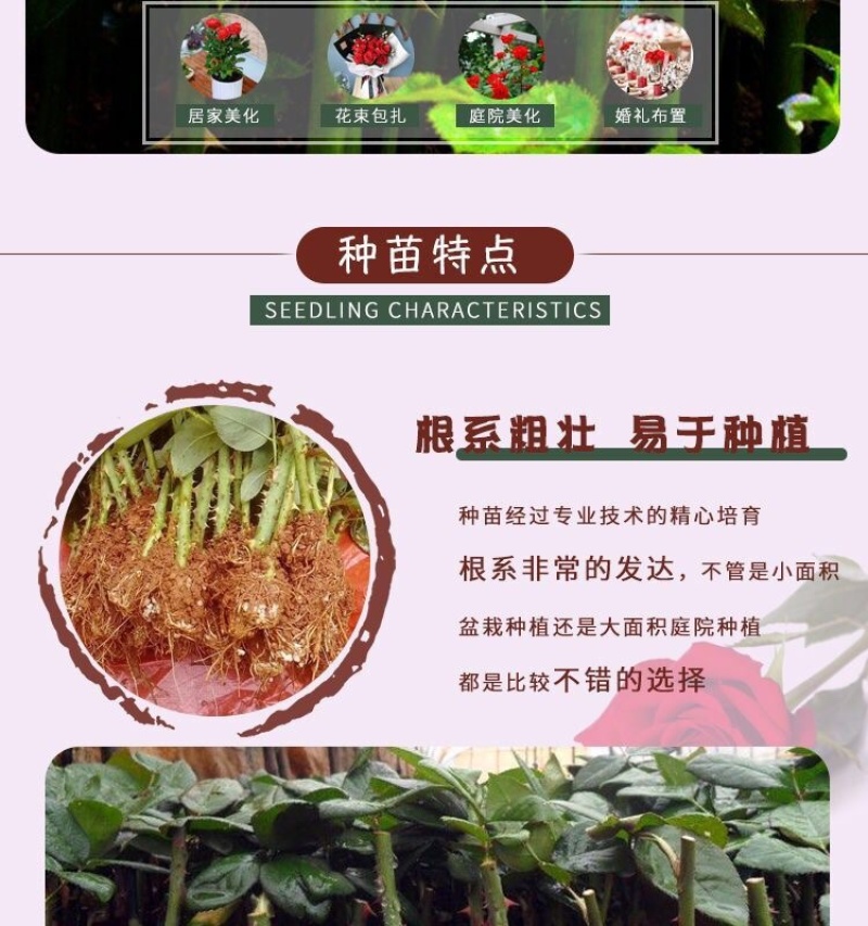 云南昆明玫瑰种苗大花月季花苗扦插苗绿化工程苗